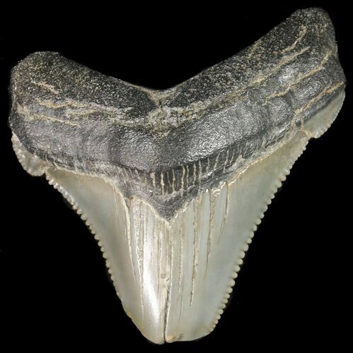 Fossil Angustidens Shark Tooth - Megalodon Ancestor #46842